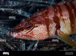 Image result for Serranus scriba