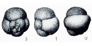 Attēlu rezultāti vaicājumam “Physarum obscurum macro”