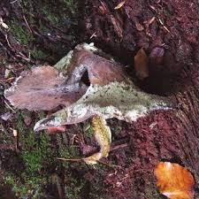 Attēlu rezultāti vaicājumam “Sarcoporia polyspora”