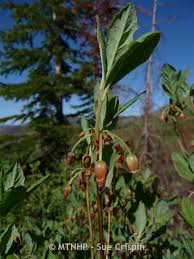 Attēlu rezultāti vaicājumam “Menziesia ferruginea”