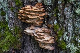 Attēlu rezultāti vaicājumam “Bjerkandera fumosa”