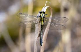 Attēlu rezultāti vaicājumam “Gomphus vulgatissimus”