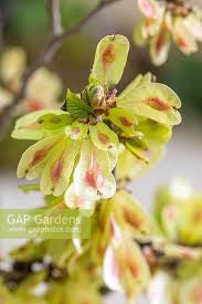 Attēlu rezultāti vaicājumam “Ulmus glabra fruit”