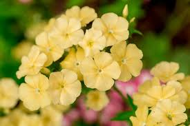 Image result for Phlox drummondii