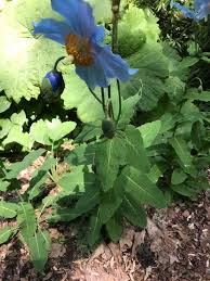 Image result for Meconopsis betonicifolia
