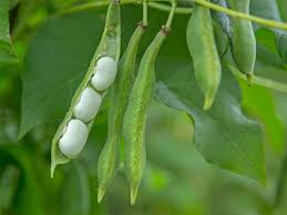 Image result for Buschbohnen