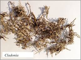 Attēlu rezultāti vaicājumam “Cladonia rangiferina”