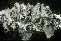 Attēlu rezultāti vaicājumam “Platismatia glauca”