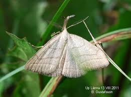 Attēlu rezultāti vaicājumam “Polypogon tentacularius male”