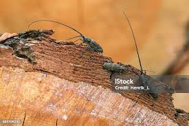 Attēlu rezultāti vaicājumam “Monochamus sutor”