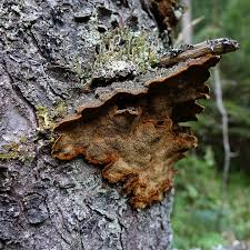 Attēlu rezultāti vaicājumam “Rhodonia placenta”