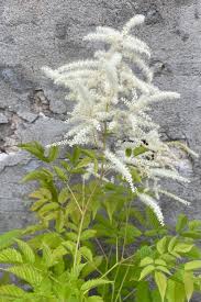 Image result for Aruncus dioicus