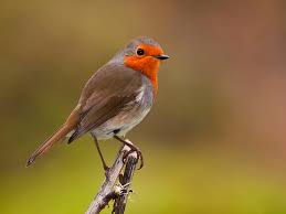 Attēlu rezultāti vaicājumam “Erithacus rubecula adult”