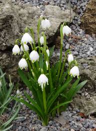 Attēlu rezultāti vaicājumam “Leucojum vernum var. carpathicum”