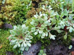 Attēlu rezultāti vaicājumam “Saxifraga tridactylites”