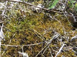 Attēlu rezultāti vaicājumam “Abietinella abietina var. hystricosa”