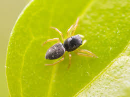 Attēlu rezultāti vaicājumam “Heliophanus sp.”