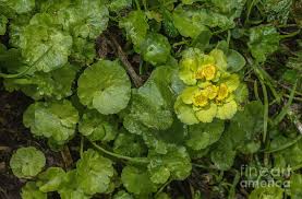 Attēlu rezultāti vaicājumam “Chrysosplenium alternifolium flower”