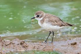 Image result for Charadrius mongolus