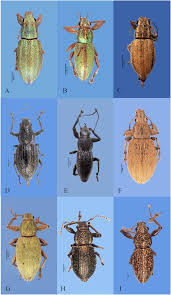 Attēlu rezultāti vaicājumam “Curculionidae”