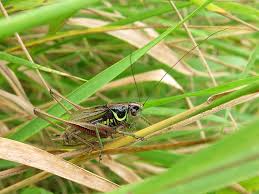 Attēlu rezultāti vaicājumam “Metrioptera roeselii”