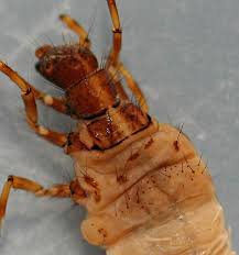 Attēlu rezultāti vaicājumam “Phronia sp. larva”