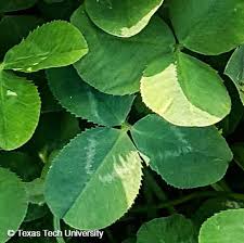 Attēlu rezultāti vaicājumam “Trifolium repens leaf”