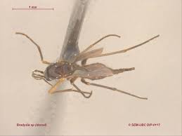 Attēlu rezultāti vaicājumam “Sciaridae”