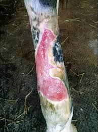 Image result for "proud flesh"