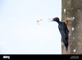 Attēlu rezultāti vaicājumam “Dryocopus martius nest”