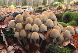 Image result for coprinus
