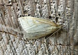 Attēlu rezultāti vaicājumam “Udea lutealis”