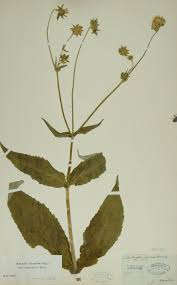 Image result for Knautia dipsacifolia