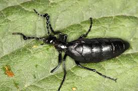 Attēlu rezultāti vaicājumam “Meloe sp.”