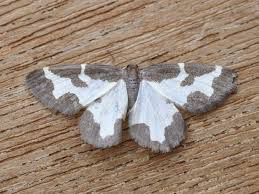 Attēlu rezultāti vaicājumam “Lomaspilis marginata”