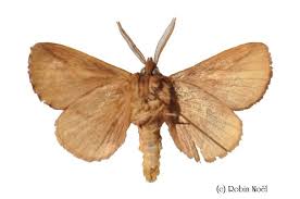 Attēlu rezultāti vaicājumam “Euthrix potatoria imago”