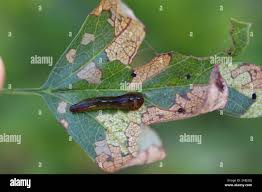 Attēlu rezultāti vaicājumam “Caliroa annulipes larva”