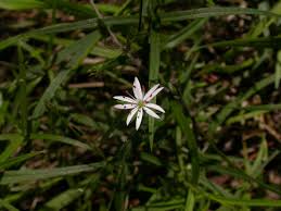 Attēlu rezultāti vaicājumam “Stellaria palustris”