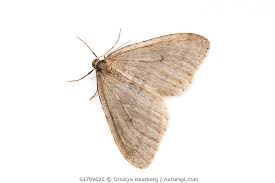 Attēlu rezultāti vaicājumam “Operophtera”