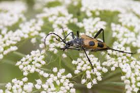 Attēlu rezultāti vaicājumam “Pachyta quadrimaculata”