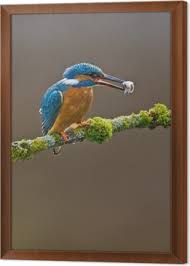 Attēlu rezultāti vaicājumam “Alcedo atthis adult”