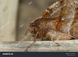 Attēlu rezultāti vaicājumam “Selenia dentaria larva”