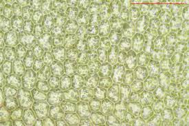 Attēlu rezultāti vaicājumam “Barbilophozia barbata”