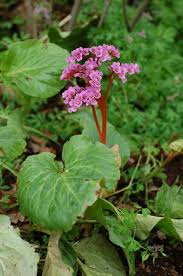 Attēlu rezultāti vaicājumam “Bergenia crassifolia”