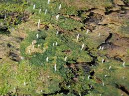 Attēlu rezultāti vaicājumam “Multiclavula mucida”