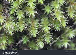 Attēlu rezultāti vaicājumam “Hedwigia ciliata”