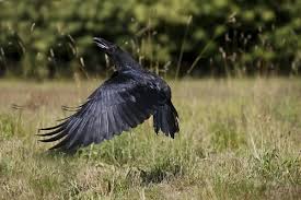 Attēlu rezultāti vaicājumam “Corvus corax adult”
