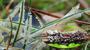 Attēlu rezultāti vaicājumam “Badhamia lilacina macro”