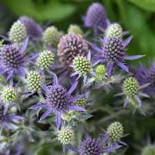 Attēlu rezultāti vaicājumam “Eryngium planum”