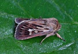 Attēlu rezultāti vaicājumam “Cerapteryx graminis”